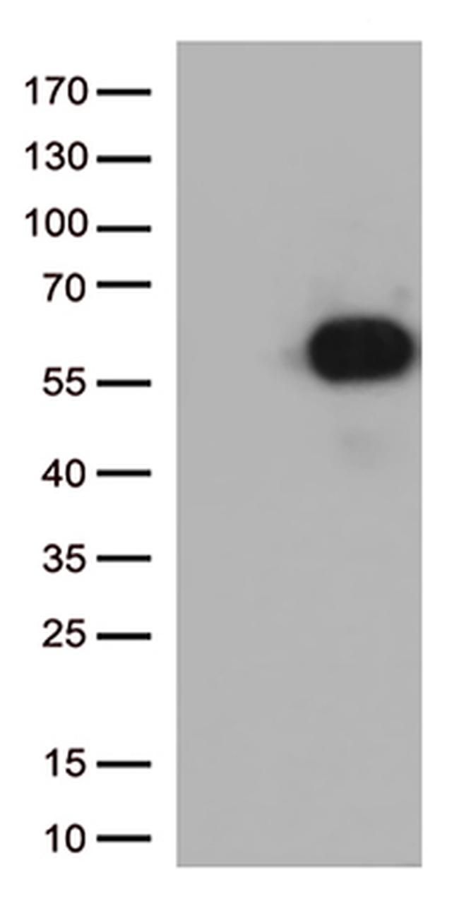 CD27 Antibody in Western Blot (WB)