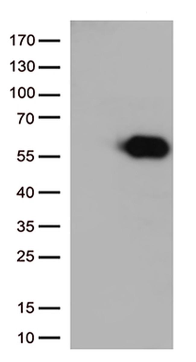 CD27 Antibody in Western Blot (WB)