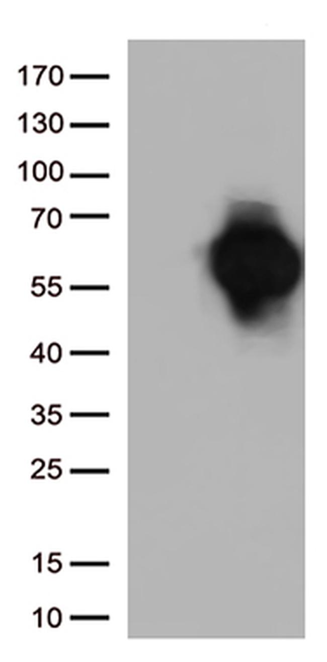 CD27 Antibody in Western Blot (WB)