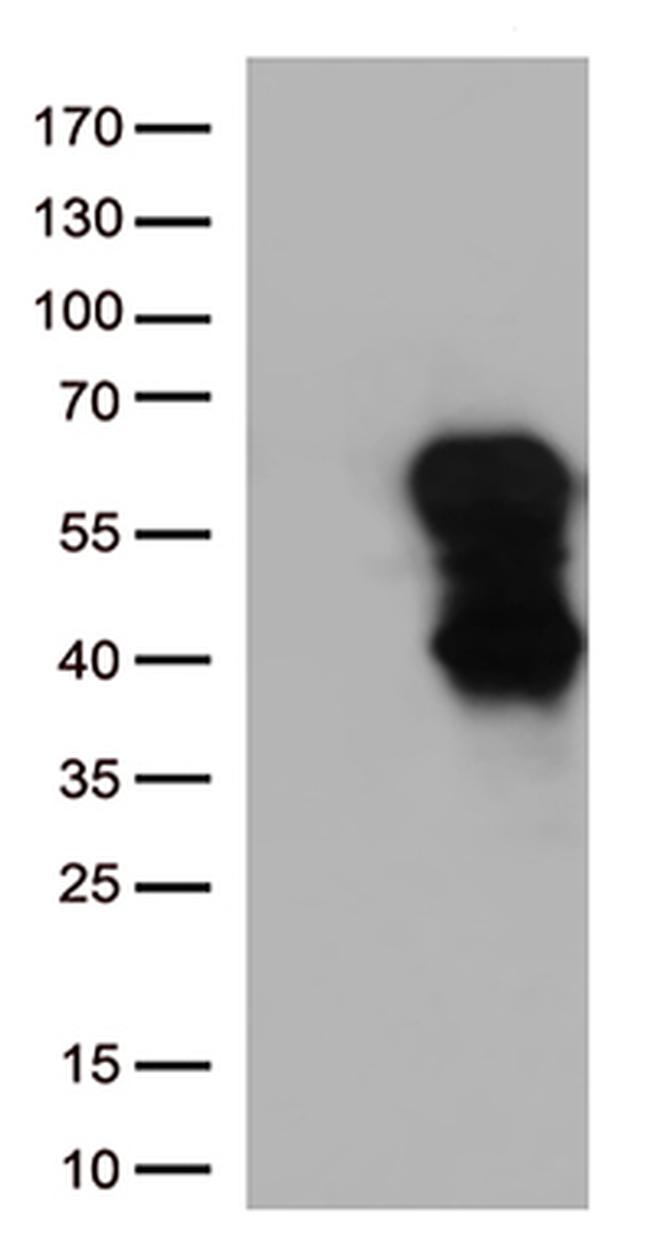 CD27 Antibody in Western Blot (WB)
