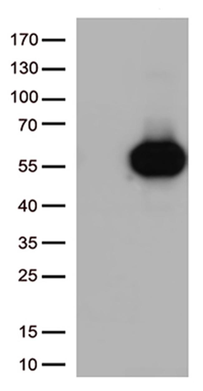 CD27 Antibody in Western Blot (WB)