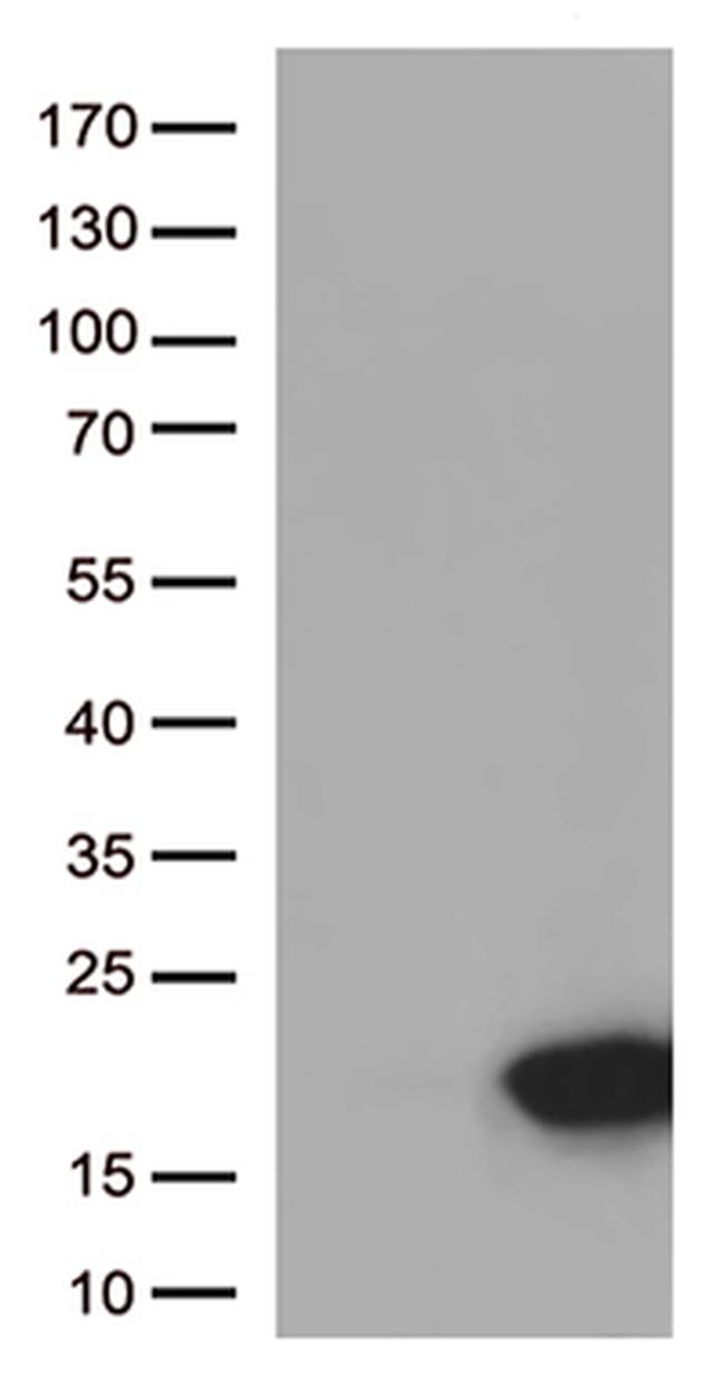 ARMS2 Antibody in Western Blot (WB)