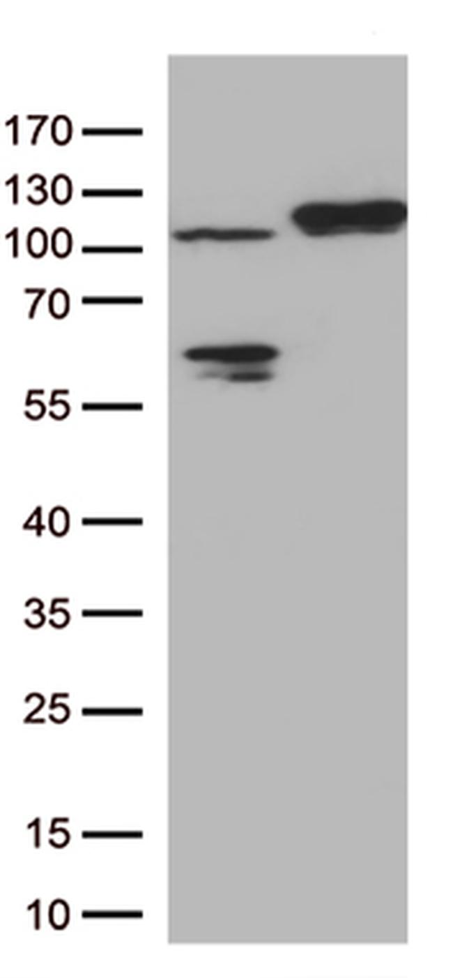 ARTS1 (ERAP1) Antibody in Western Blot (WB)