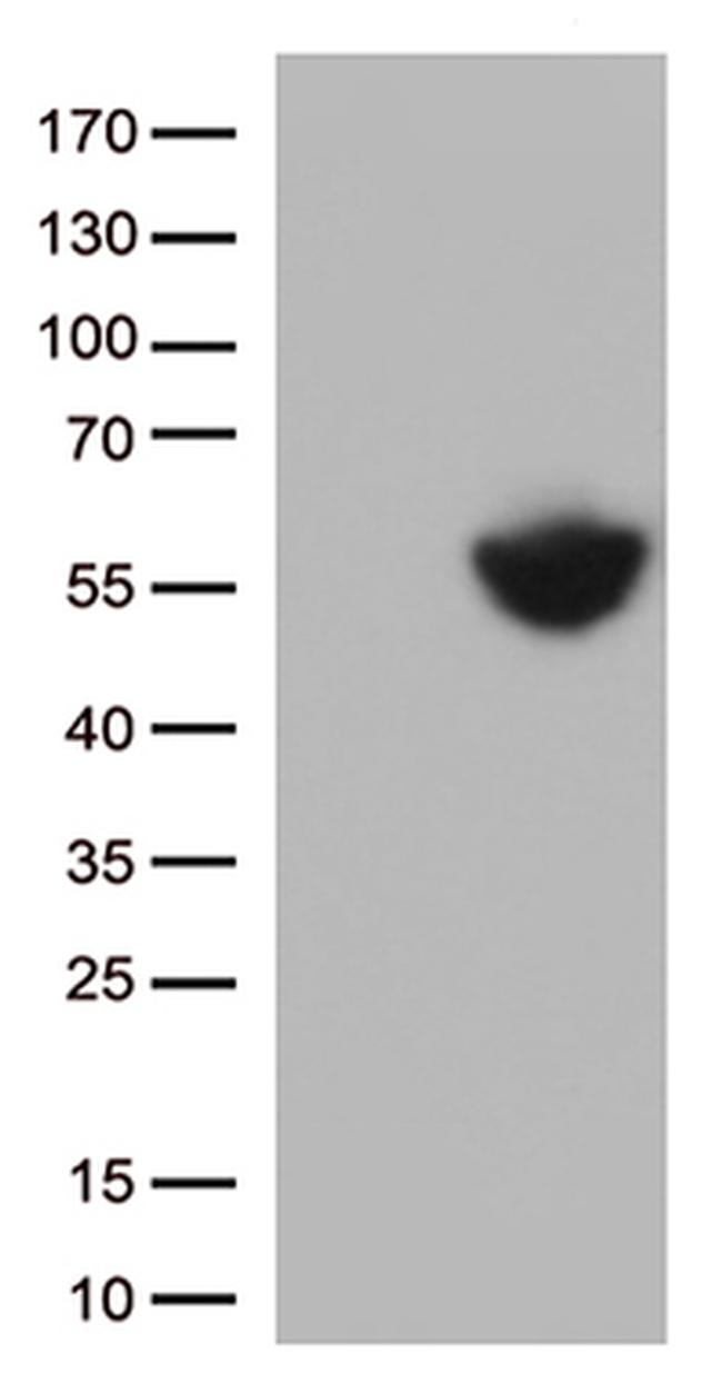 PD L1 (CD274) Antibody in Western Blot (WB)