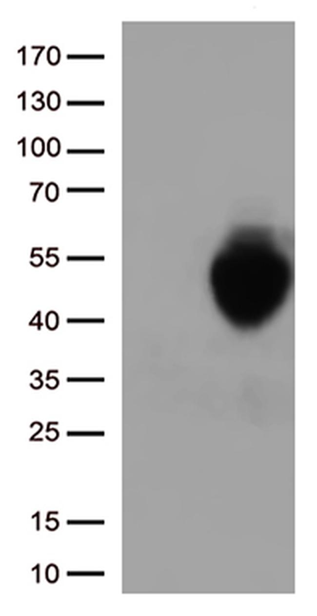 PD L1 (CD274) Antibody in Western Blot (WB)