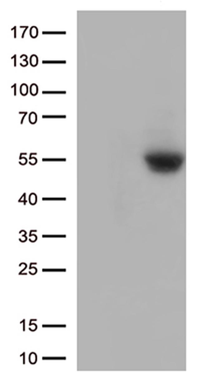 PD L1 (CD274) Antibody in Western Blot (WB)