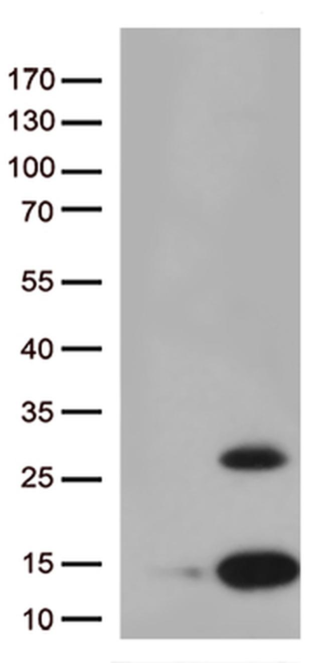 Pancreatic Polypeptide (PPY) Antibody in Western Blot (WB)