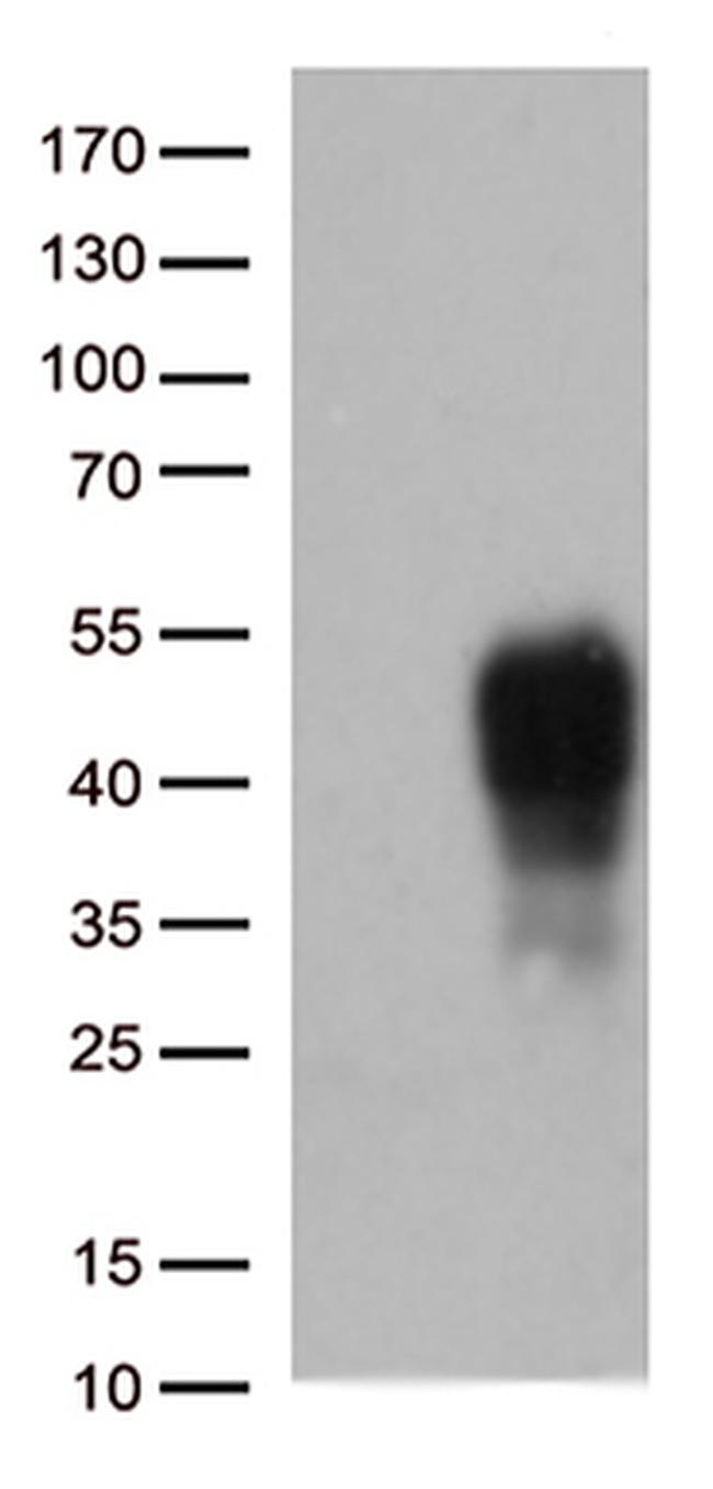CD137 (TNFRSF9) Antibody in Western Blot (WB)