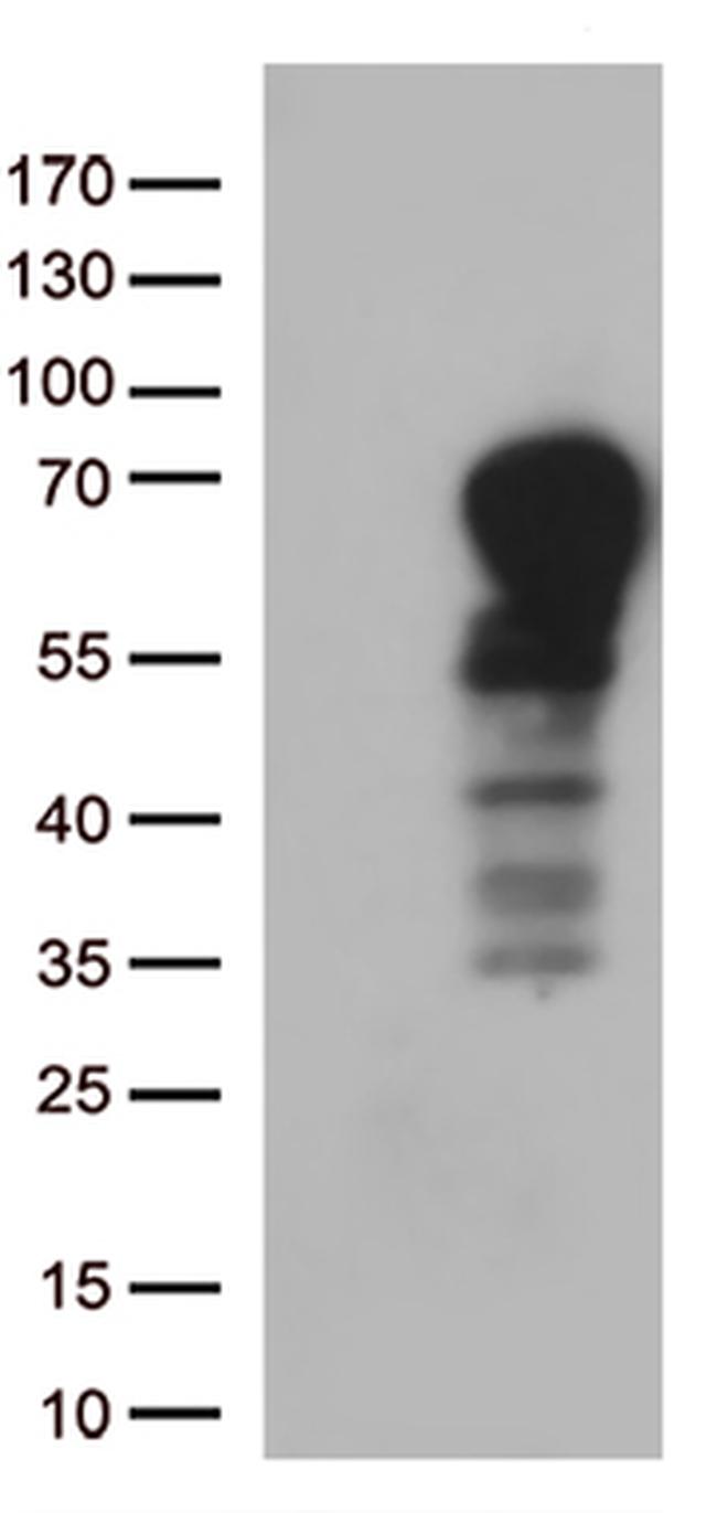 DOK3 Antibody in Western Blot (WB)