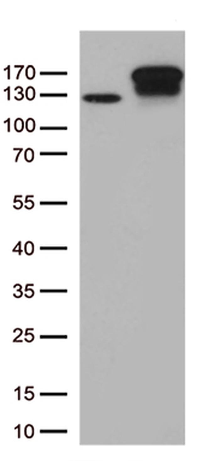 TRPS1 Antibody in Western Blot (WB)