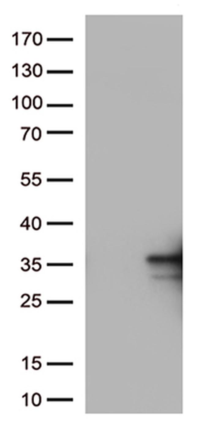 TNFSF9 Antibody in Western Blot (WB)