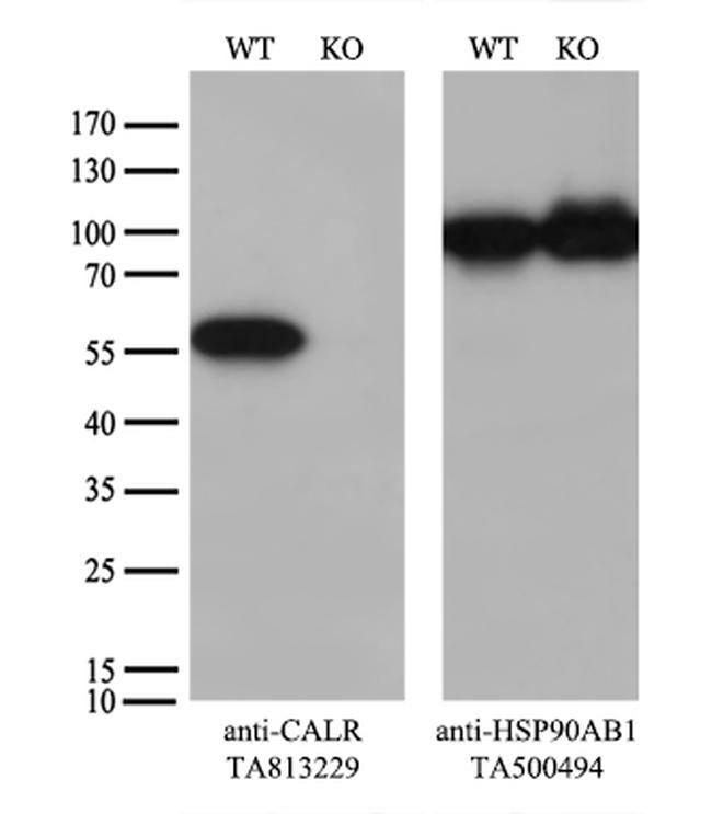 Calreticulin (CALR) Antibody in Western Blot (WB)