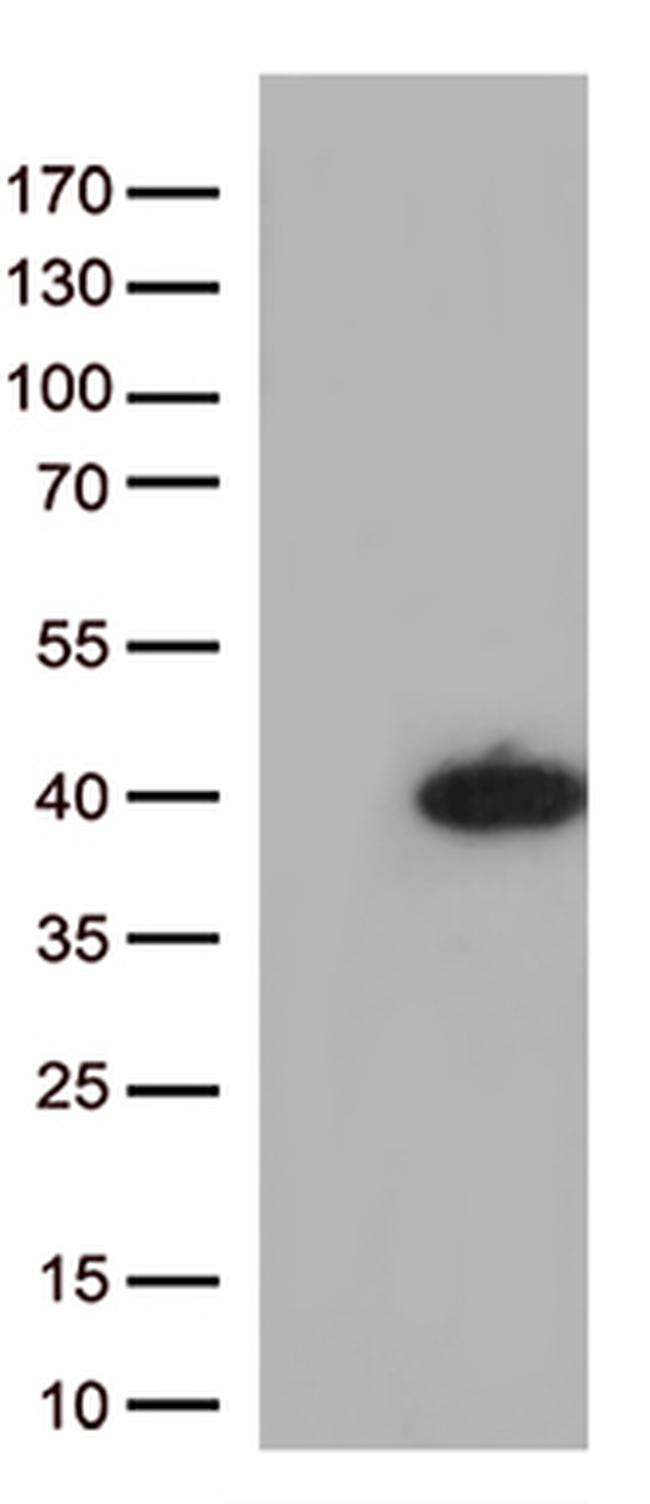 SOX2 Antibody in Western Blot (WB)