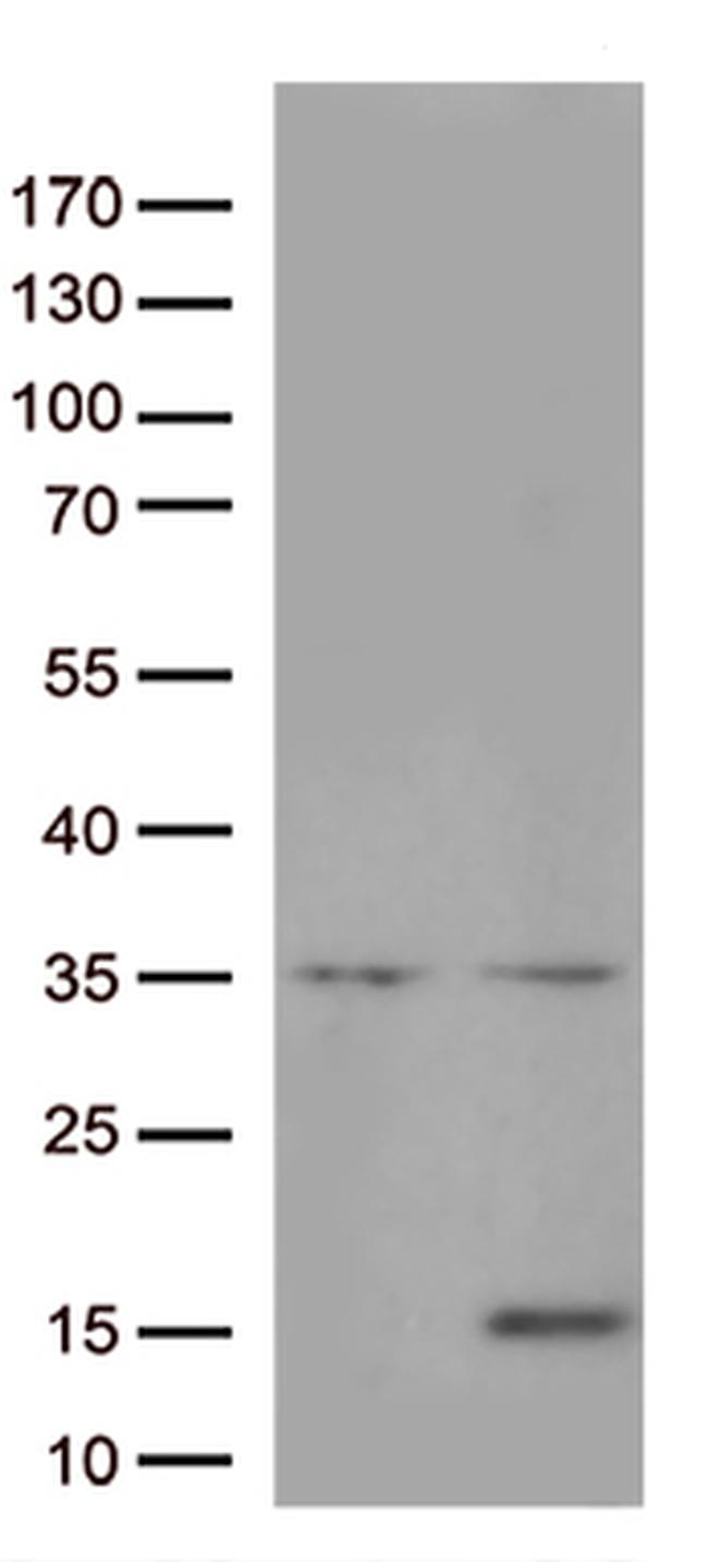 IL8 (CXCL8) Antibody in Western Blot (WB)