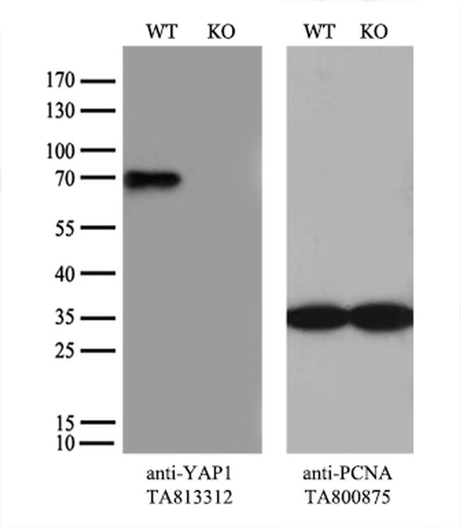 YAP1 Antibody in Western Blot (WB)