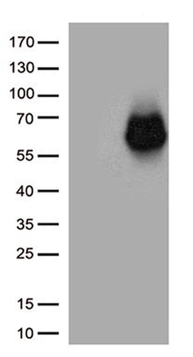 SDC1 Antibody in Western Blot (WB)
