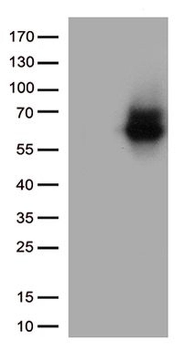 SDC1 Antibody in Western Blot (WB)