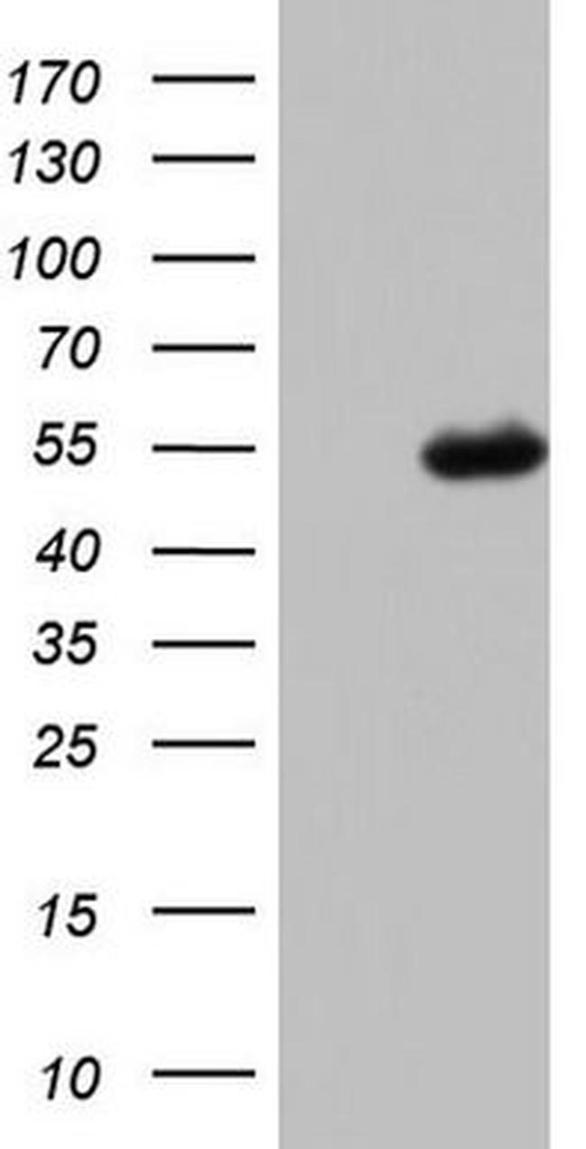 CFH Antibody in Western Blot (WB)