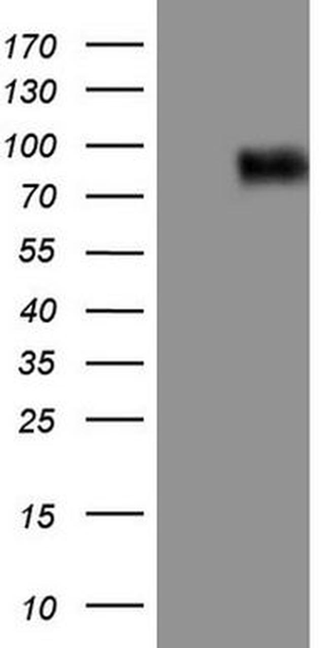 CFI Antibody in Western Blot (WB)