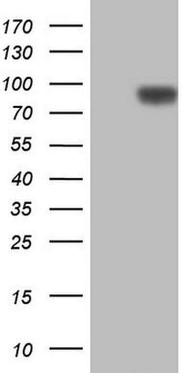 CFI Antibody in Western Blot (WB)