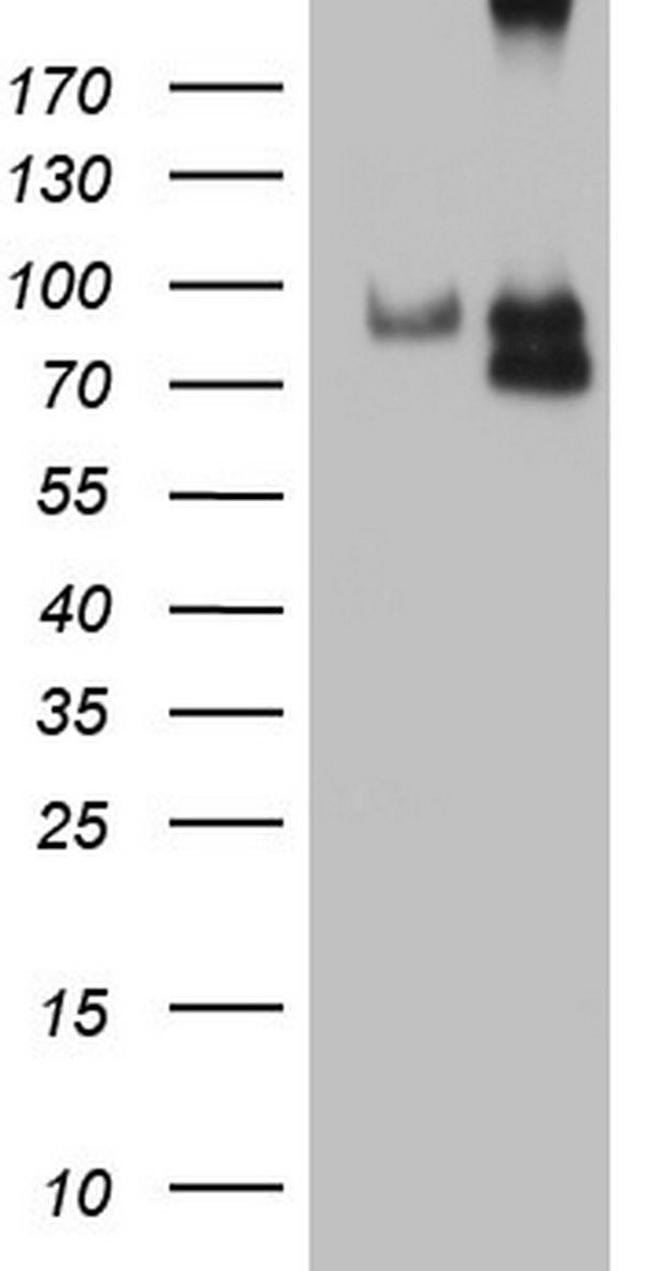 CFI Antibody in Western Blot (WB)