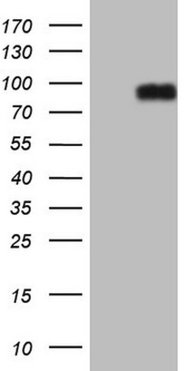 CFI Antibody in Western Blot (WB)