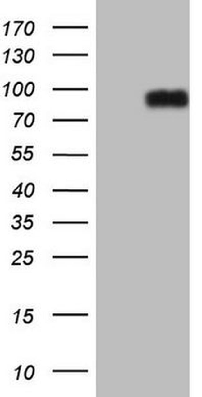 CFI Antibody in Western Blot (WB)