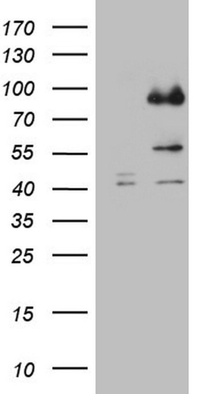 CFI Antibody in Western Blot (WB)