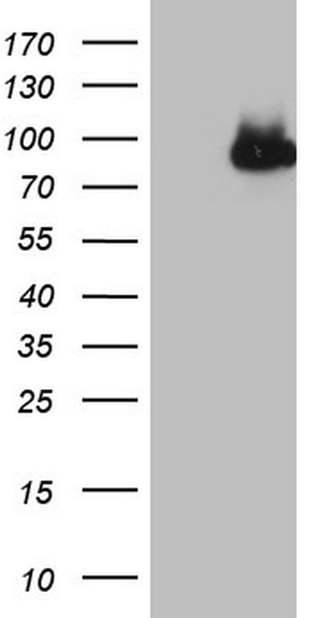 CFI Antibody in Western Blot (WB)