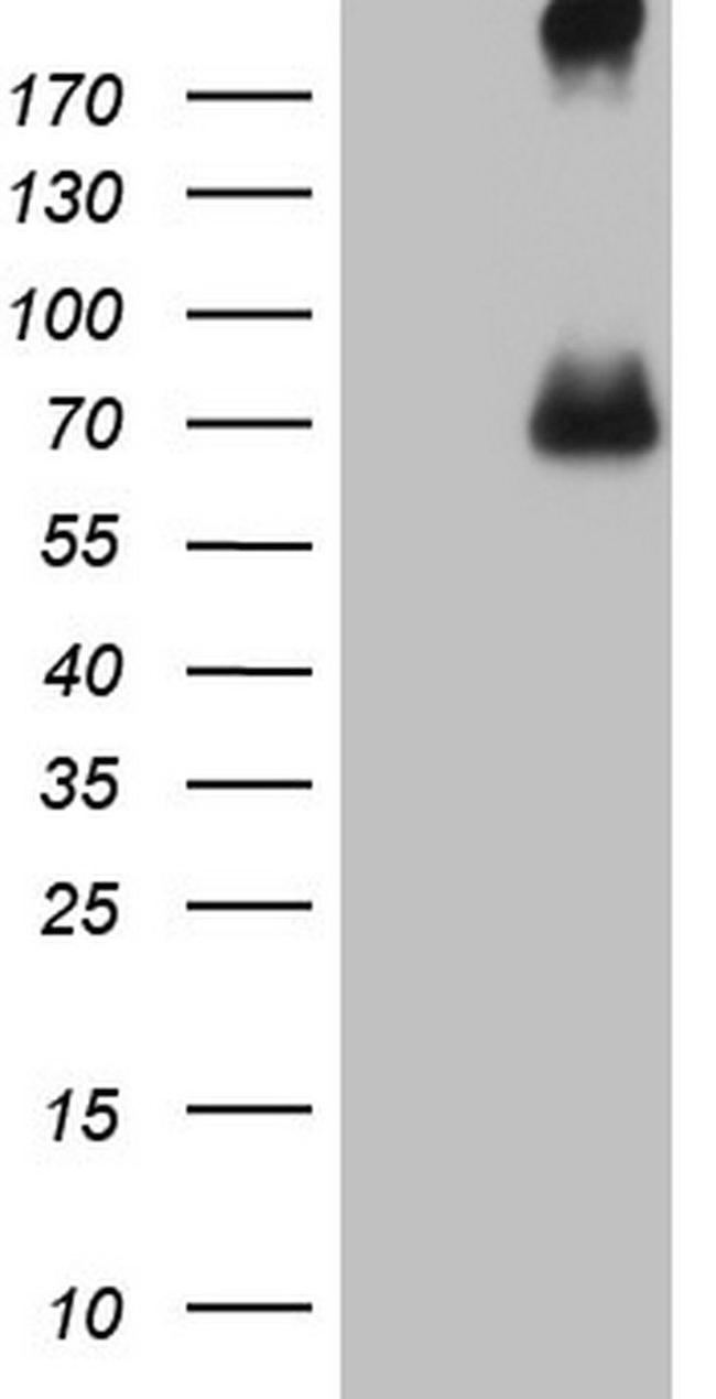 CFI Antibody in Western Blot (WB)