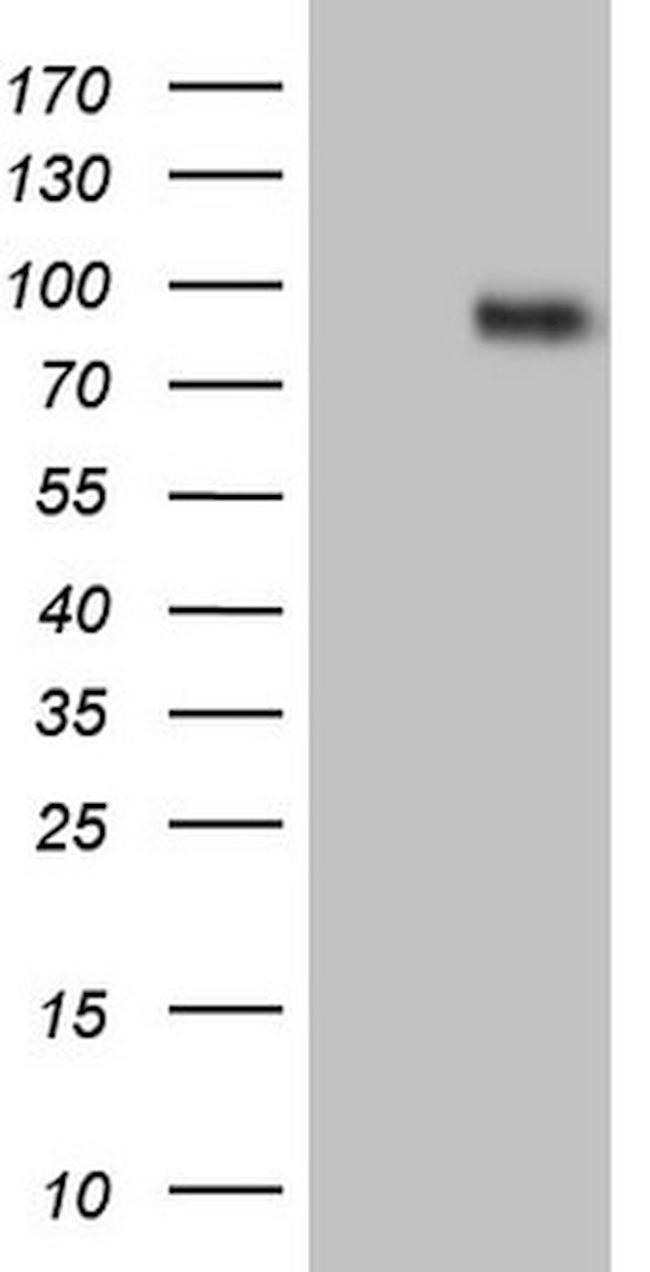 CFI Antibody in Western Blot (WB)