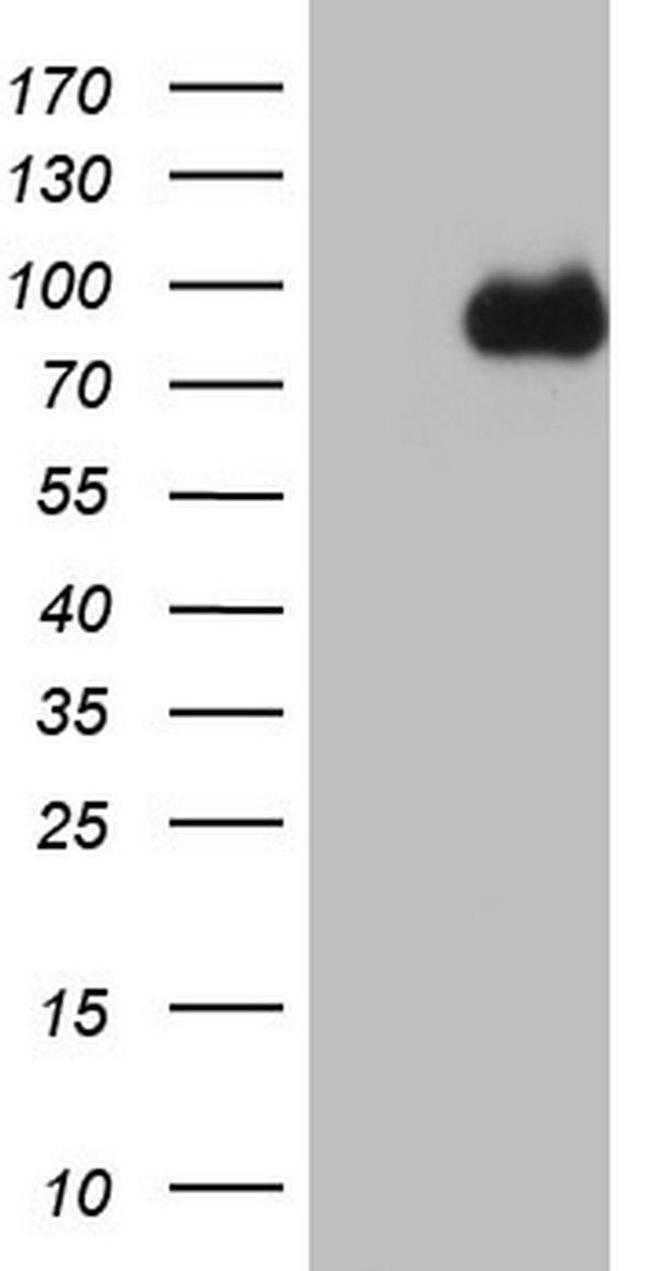 CFI Antibody in Western Blot (WB)
