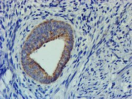 CHCHD5 Antibody in Immunohistochemistry (Paraffin) (IHC (P))