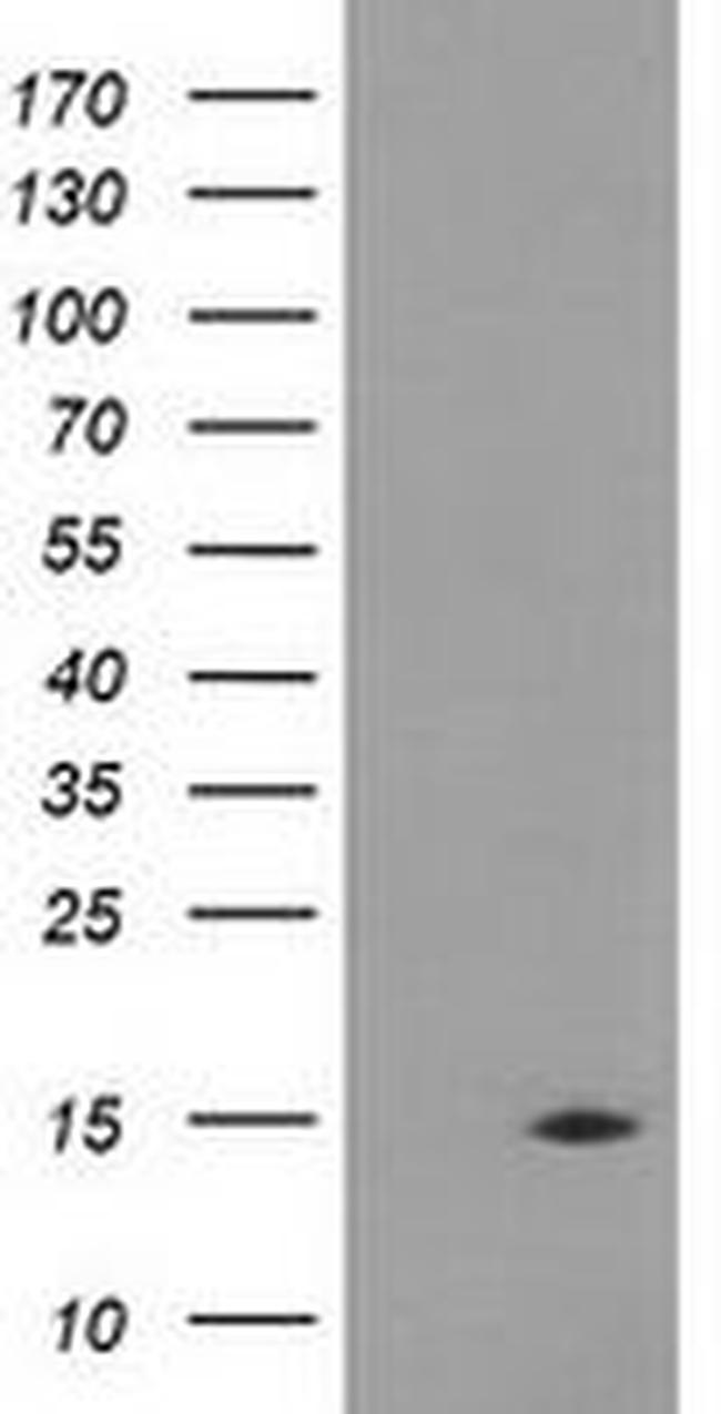 CHCHD5 Antibody in Western Blot (WB)