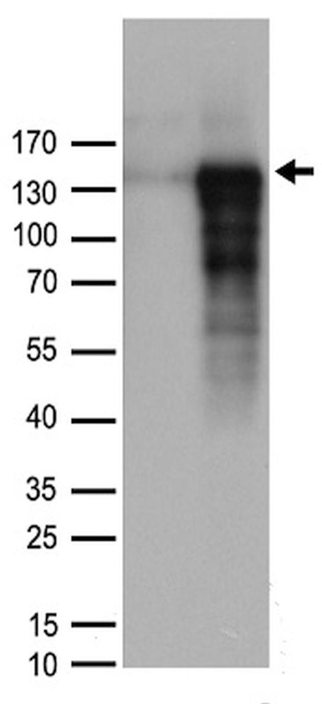 CHGB Antibody in Western Blot (WB)