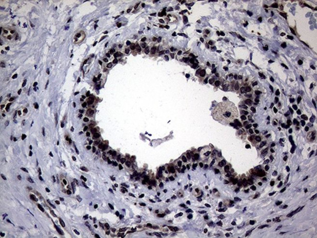 CIAPIN1 Antibody in Immunohistochemistry (Paraffin) (IHC (P))