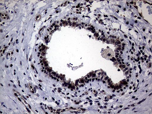 CIAPIN1 Antibody in Immunohistochemistry (Paraffin) (IHC (P))