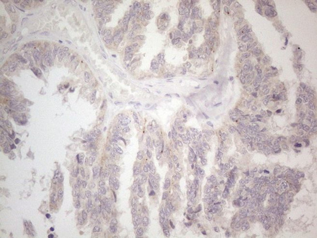 CIAPIN1 Antibody in Immunohistochemistry (Paraffin) (IHC (P))