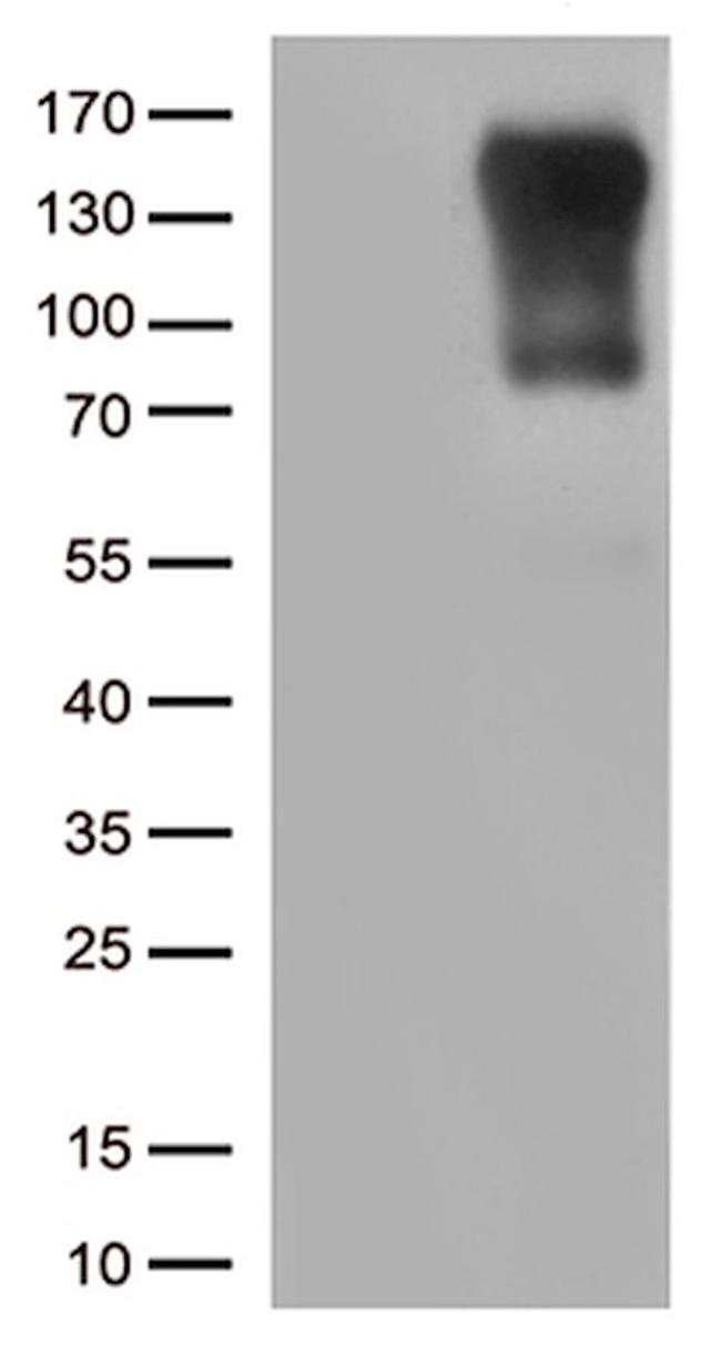 CIITA Antibody in Western Blot (WB)