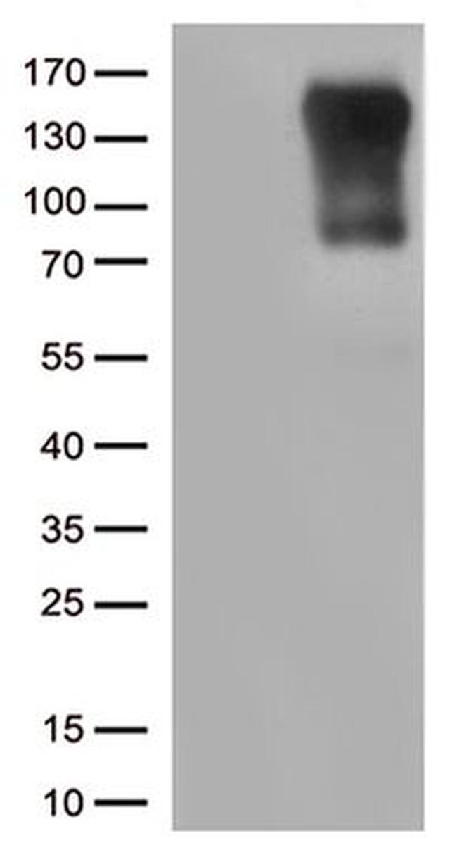 CIITA Antibody in Western Blot (WB)