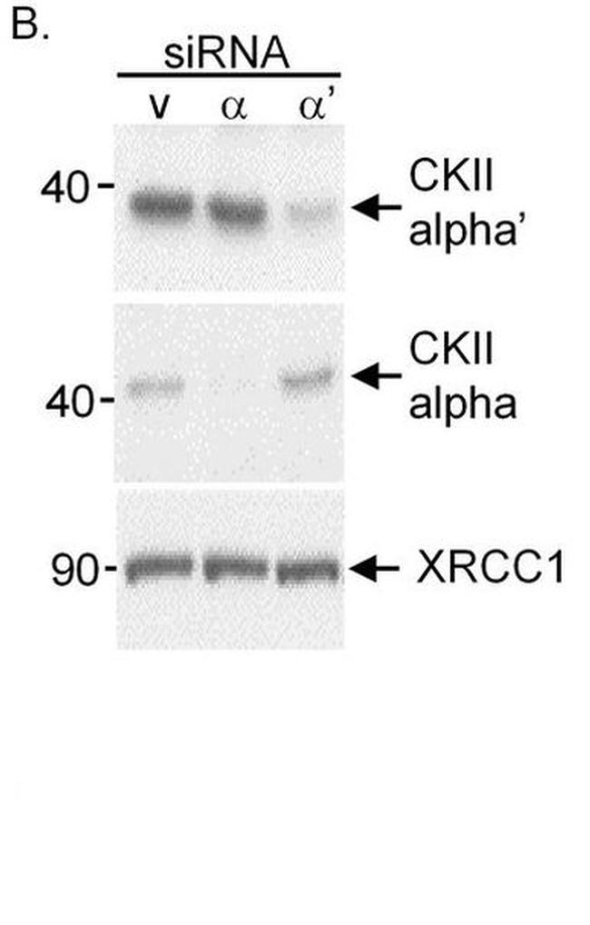 CK2 alpha-1 Antibody in Western Blot (WB)