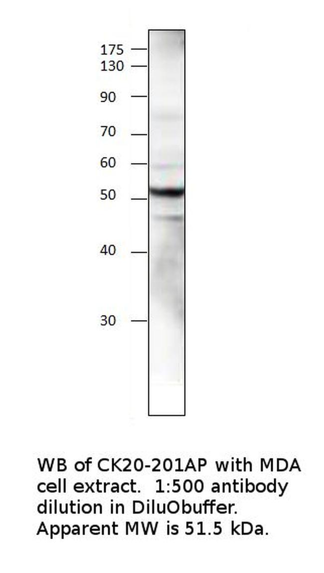 Cytokeratin 20 Antibody in Western Blot (WB)