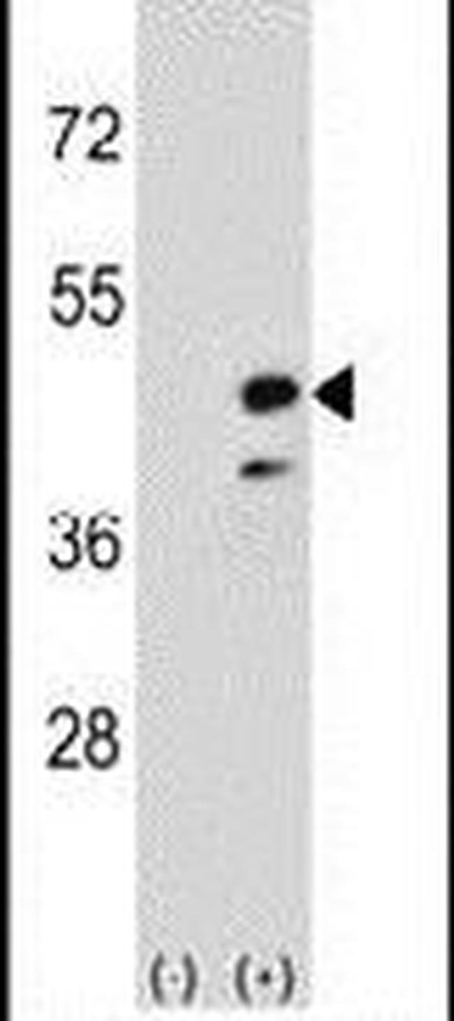 CKMT2 Antibody in Western Blot (WB)
