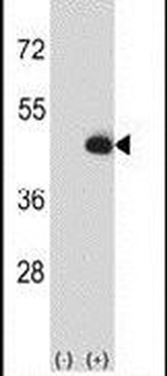 CKMT2 Antibody in Western Blot (WB)