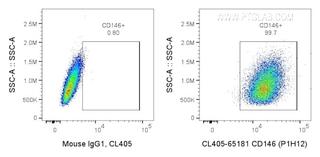 CD146 Antibody in Flow Cytometry (Flow)