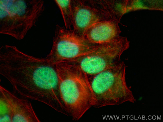 DIDO1 Antibody in Immunocytochemistry (ICC/IF)