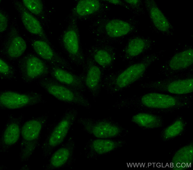 DUSP11 Antibody in Immunocytochemistry (ICC/IF)
