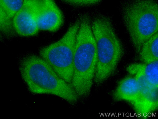 ENOX2 Antibody in Immunocytochemistry (ICC/IF)