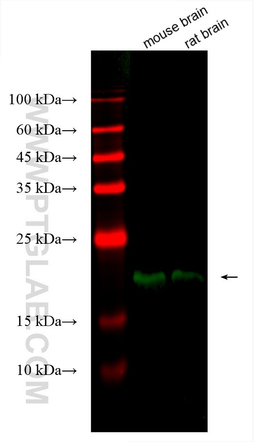 NCS1 Antibody in Western Blot (WB)
