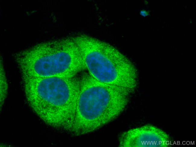 CSNK2A2 Antibody in Immunocytochemistry (ICC/IF)
